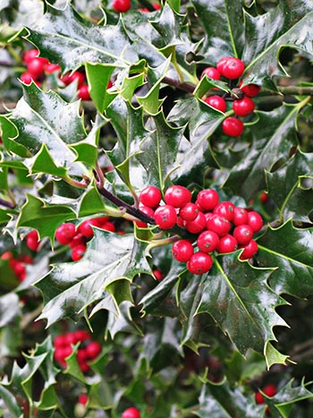 Holly Berries