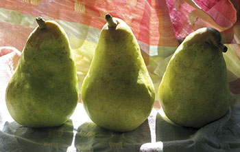 Pears