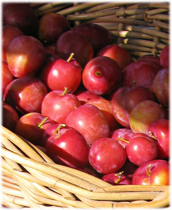 Basket of Plums