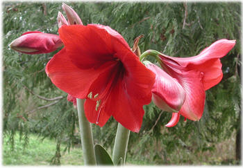 Amaryllis