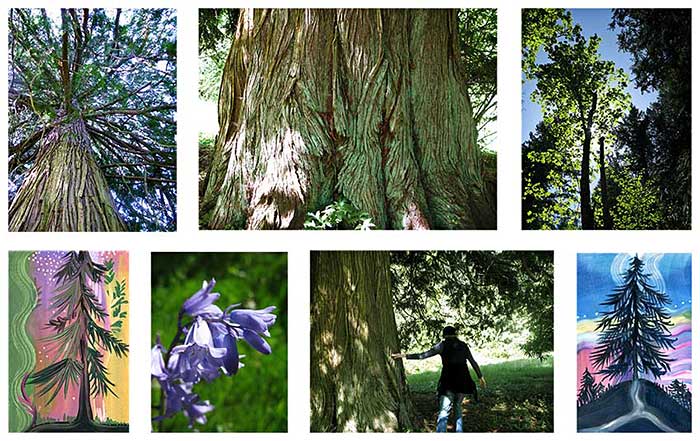 Grandmother Tree