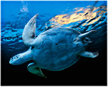 Sea Turtle