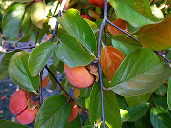 Persimmons