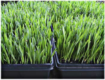 Wheat Grass