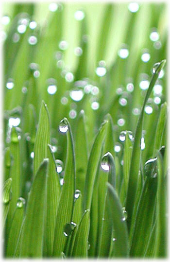 Wheat Grass with Dew Drops