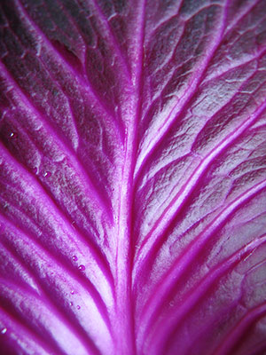 Red Cabbage