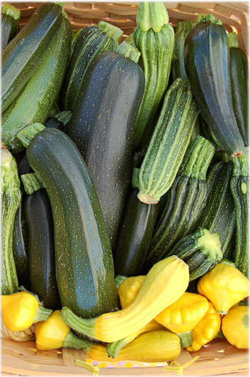 Summer Squash