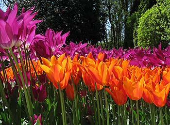 Tulips